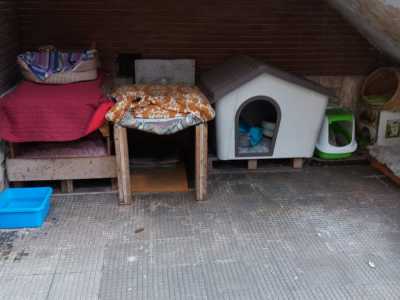 Salutiamo ora i gatti �matematici� e andiamo alla volta degli abitanti dell�Istituto Botanico dove, sotto un arco a sinistra, sono sistemate le casette...